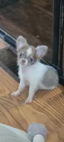 Tiny Squirt, a male Chihuahua for sale in Grand Rapids, MN – 2 of 6