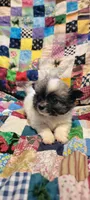 Puff, a male Chihuahua for sale in Grand Rapids, MN – 3 of 8