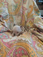 Roger, a male Boston Terrier for sale in Grand Rapids, MN – 8 of 9
