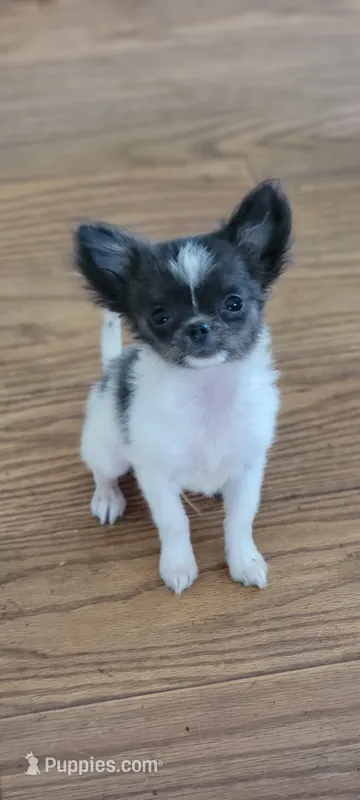 Lil Munchin – Chihuahua puppy for sale in Grand Rapids, MN