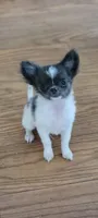 Lil Munchin, a male Chihuahua for sale in Grand Rapids, MN – 1 of 6