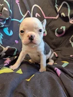 Roger, a male Boston Terrier for sale in Grand Rapids, MN – 6 of 9