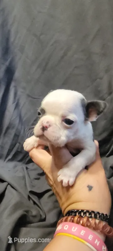 Buck – Boston Terrier puppy for sale in Grand Rapids, MN