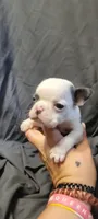 Buck, a male Boston Terrier for sale in Grand Rapids, MN – 1 of 5