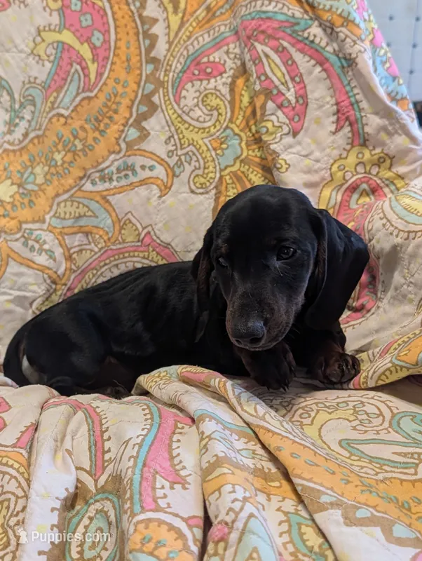 Sneaky boy – Miniature Dachshund puppy for sale in Grand Rapids, MN