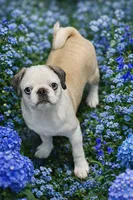 Kitkat, a female Pug for sale in Grand Rapids, MN – Photo 3 of 3