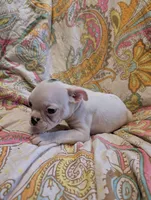 Spirit, a male Boston Terrier for sale in Grand Rapids, MN – 10 of 10