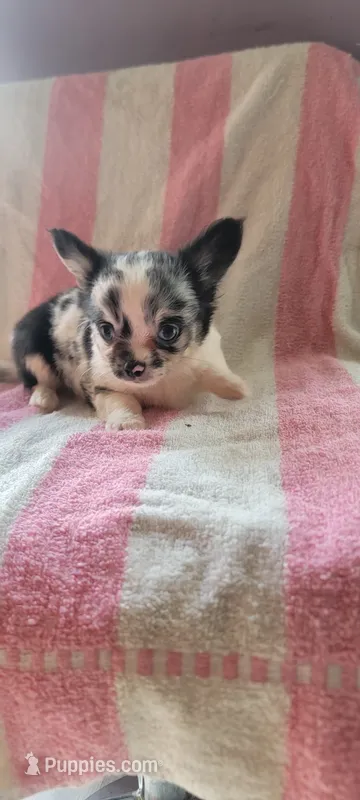 Jabberwacky – Chihuahua puppy for sale in Grand Rapids, MN