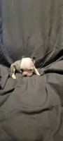 Buck, a male Boston Terrier for sale in Grand Rapids, MN – 4 of 5