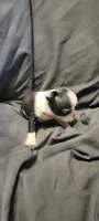 Lil B, a female Boston Terrier for sale in Grand Rapids, MN – 4 of 7