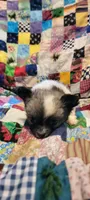 Puff, a male Chihuahua for sale in Grand Rapids, MN – 7 of 8