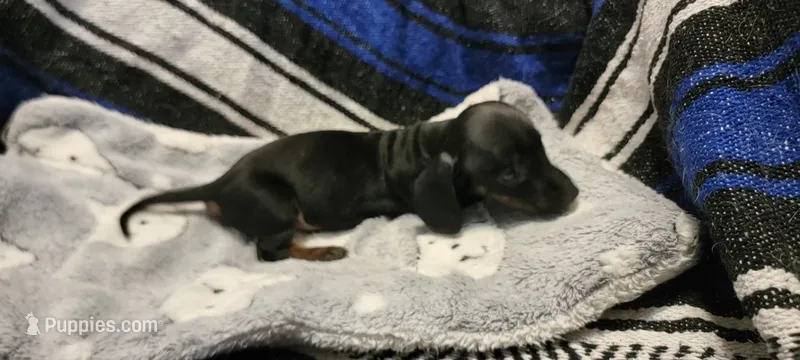 Sneaky boy – Miniature Dachshund puppy for sale in Grand Rapids, MN