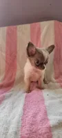 Tiny Squirt, a male Chihuahua for sale in Grand Rapids, MN – 2 of 4