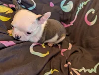 Roger, a male Boston Terrier for sale in Grand Rapids, MN – 7 of 9