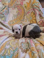 Duke, a male Boston Terrier for sale in Grand Rapids, MN – 7 of 7