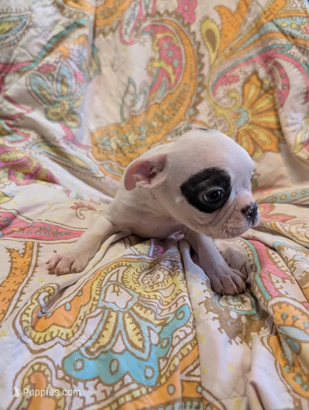Spirit – Boston Terrier puppy for sale in Grand Rapids, MN
