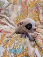 Spirit, a male Boston Terrier for sale in Grand Rapids, MN – 1 of 10