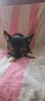 Franklin, a male Chihuahua for sale in Grand Rapids, MN – 2 of 4