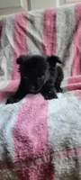 Mittens, a female Pomchi for sale in Grand Rapids, MN – 3 of 5