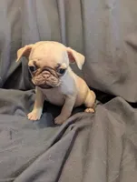 Honey, a female Pug for sale in Grand Rapids, MN – 2 of 3