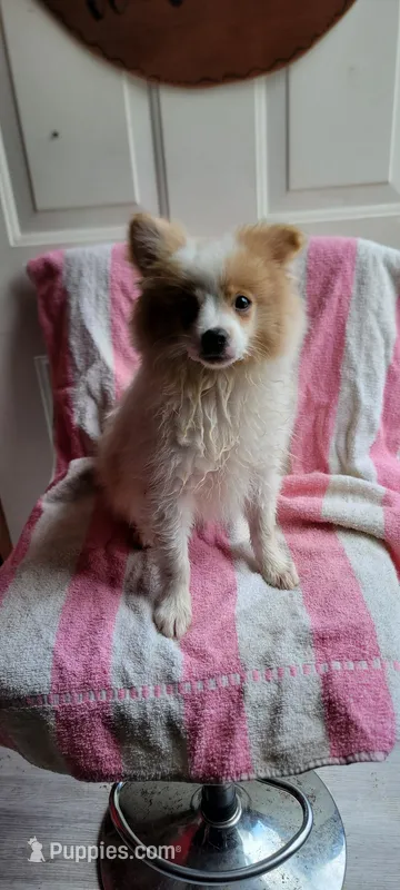 Wilbur – Pomeranian puppy for sale in Grand Rapids, MN