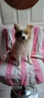 Wilbur, a male Pomeranian for sale in Grand Rapids, MN – 1 of 5