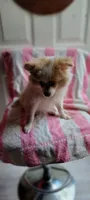 Wilbur, a male Pomeranian for sale in Grand Rapids, MN – 5 of 5