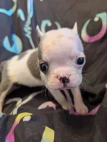 Duke, a male Boston Terrier for sale in Grand Rapids, MN – 6 of 7