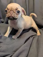 Honey, a female Pug for sale in Grand Rapids, MN – 3 of 3