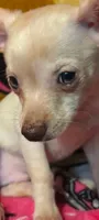 Ron, a male Chihuahua for sale in Grand Rapids, MN – 3 of 3