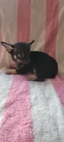 Robert, a male Chihuahua for sale in Grand Rapids, MN – 4 of 4