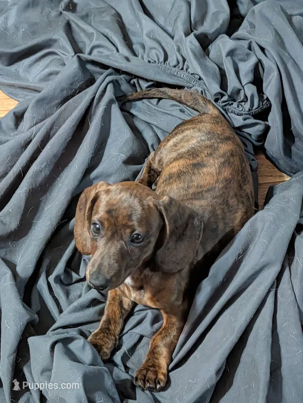 Snake dog – Miniature Dachshund puppy for sale in Grand Rapids, MN