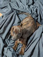 Snake dog, a male Miniature Dachshund for sale in Grand Rapids, MN – 1 of 8