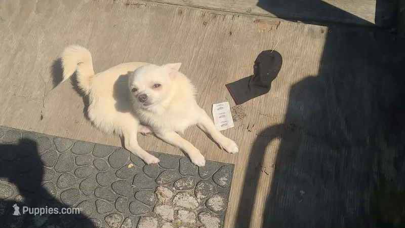 Po – Pomchi puppy for sale in Grand Rapids, MN