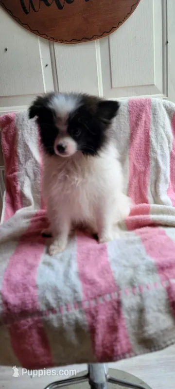 Moocow – Pomeranian puppy for sale in Grand Rapids, MN