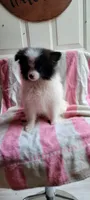 Moocow, a male Pomeranian for sale in Grand Rapids, MN – 1 of 4