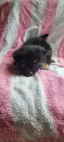 Timid timmy, a male Pomchi for sale in Grand Rapids, MN – 2 of 4