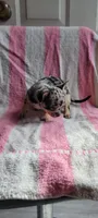 Alice, a female Chihuahua for sale in Grand Rapids, MN – 2 of 5