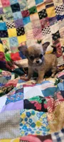 Nanni, a female Chihuahua for sale in Grand Rapids, MN – 4 of 5