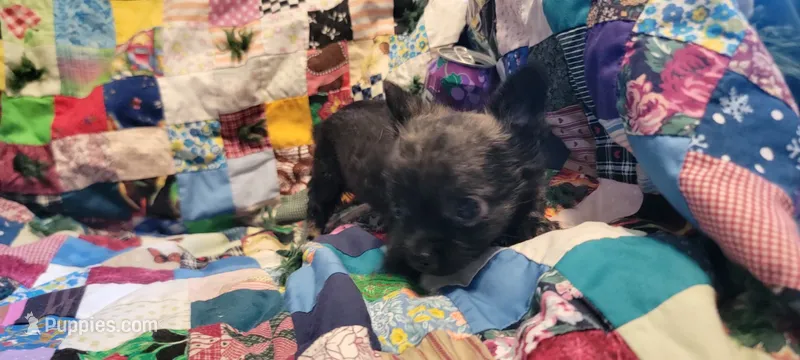 Cliff – Chihuahua puppy for sale in Grand Rapids, MN