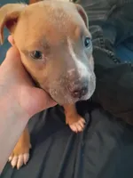 Luna, a female American Pit Bull Terrier for sale in San Diego, CA – Photo 6 of 10