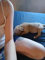 Luna, a female American Pit Bull Terrier for sale in San Diego, CA – Photo 2 of 10