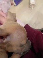 Luna, a female American Pit Bull Terrier for sale in San Diego, CA – Photo 8 of 10