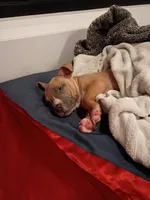 Luna, a female American Pit Bull Terrier for sale in San Diego, CA – Photo 10 of 10