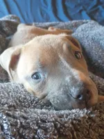 Luna, a female American Pit Bull Terrier for sale in San Diego, CA – Photo 1 of 10