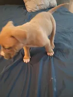 Luna, a female American Pit Bull Terrier for sale in San Diego, CA – Photo 5 of 10