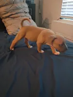 Luna, a female American Pit Bull Terrier for sale in San Diego, CA – Photo 7 of 10