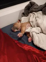 Luna, a female American Pit Bull Terrier for sale in San Diego, CA – Photo 9 of 10