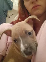 Luna, a female American Pit Bull Terrier for sale in San Diego, CA – Photo 3 of 10