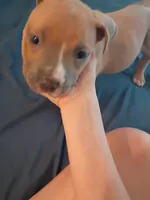 Luna, a female American Pit Bull Terrier for sale in San Diego, CA – Photo 4 of 10